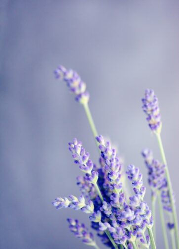 duftolie til soyalys - lavender