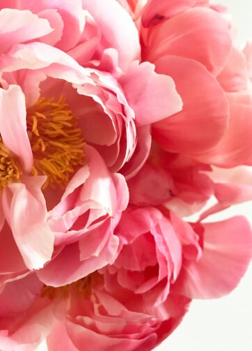 duftolie peony og rose