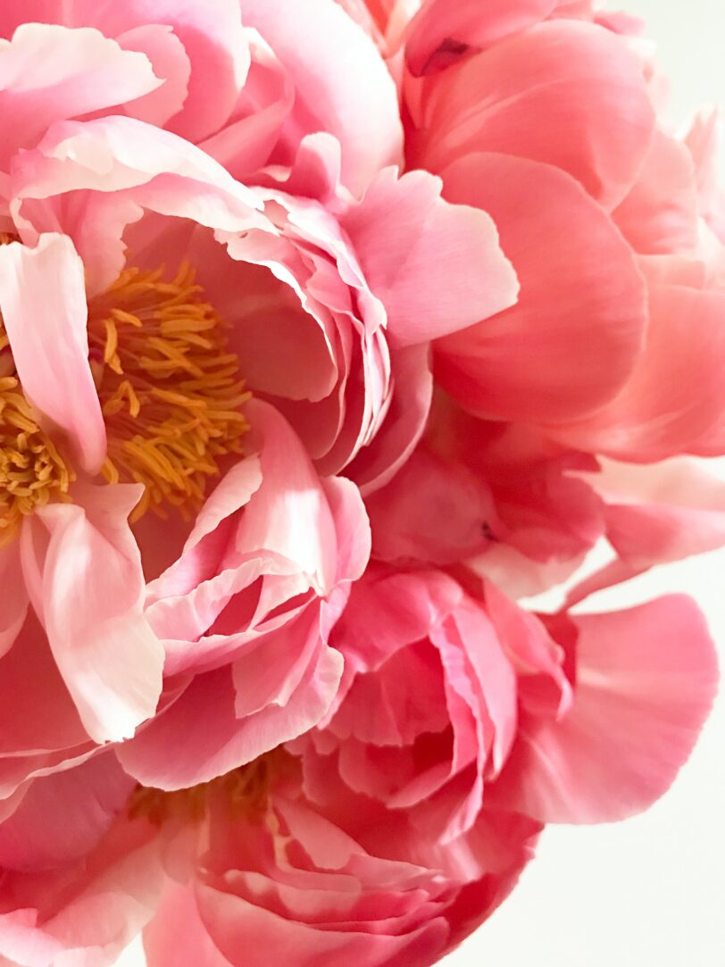 duftolie peony og rose