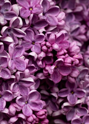 Duftolie til fremstilling af duftlys. Lilac duftolien er også velegnet til vegetabilsk voks.