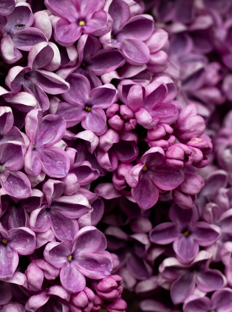 Duftolie til lys - Lilac