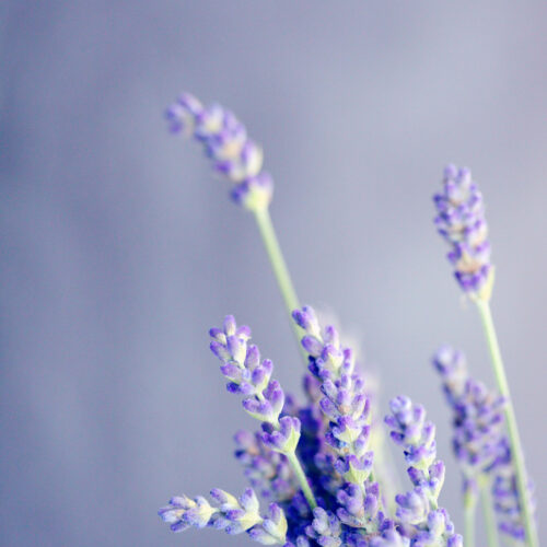 Duftolie til stearinlys med duft af lavendel Duftolie til stearinlys med duft af lavendel