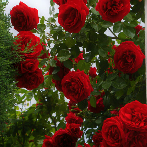 Duftolie til stearinlys med duft af rose