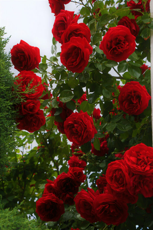 Duftolie til stearinlys med duft af rose Duftolie til stearinlys med duft af rose
