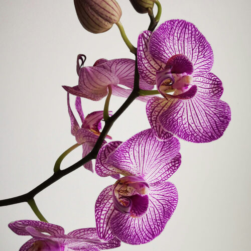 Duftolie til stearinlys - orchidé