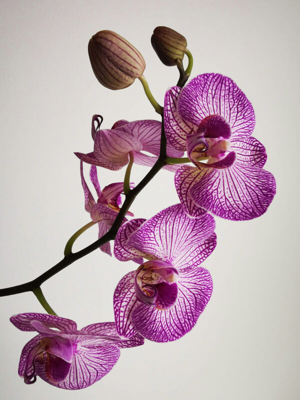Duftolie til stearinlys - orchidé